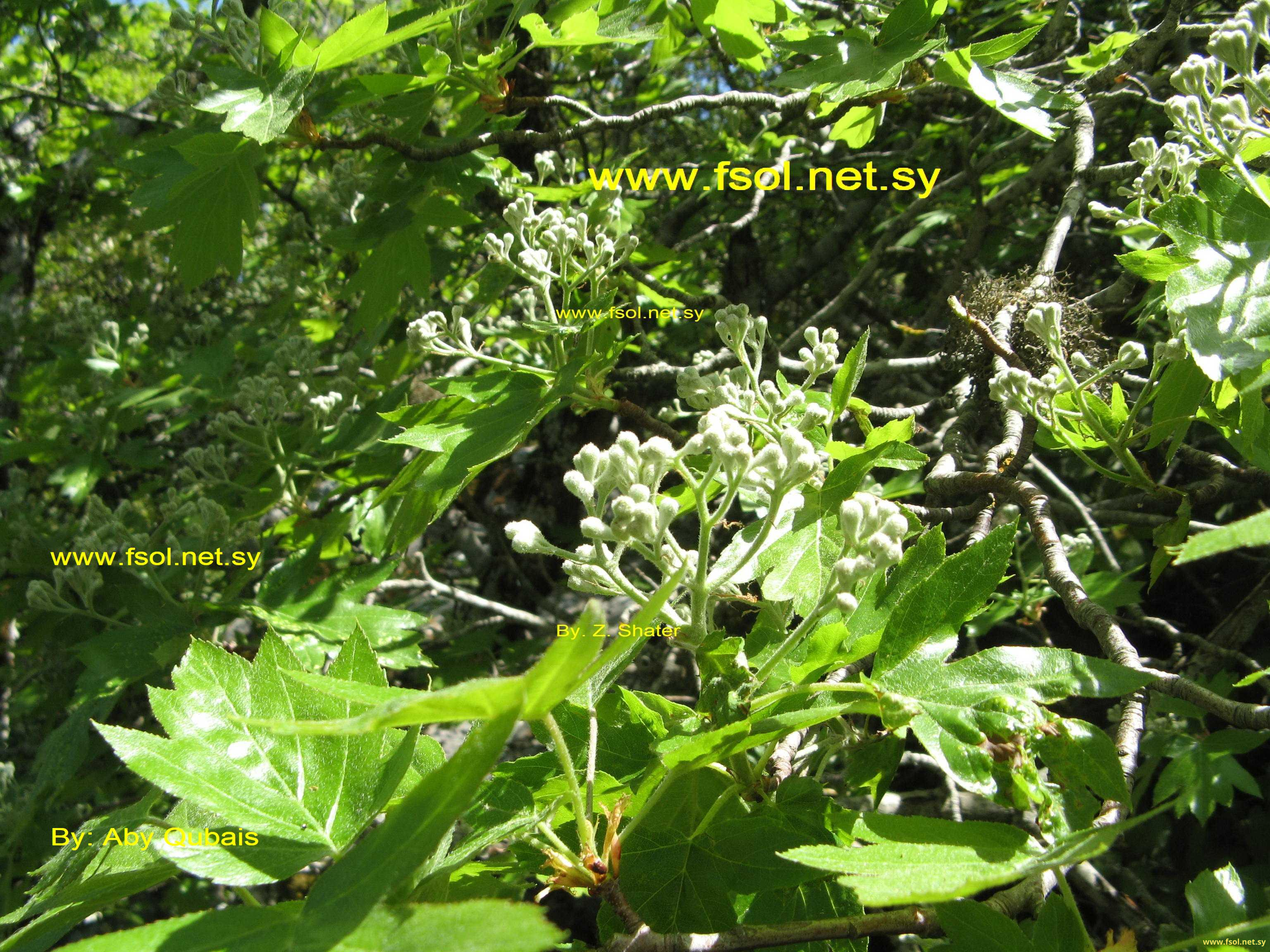Sorbus torminalis (L.) Crantz.